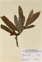 藏品(臺灣杜鵑)的圖片